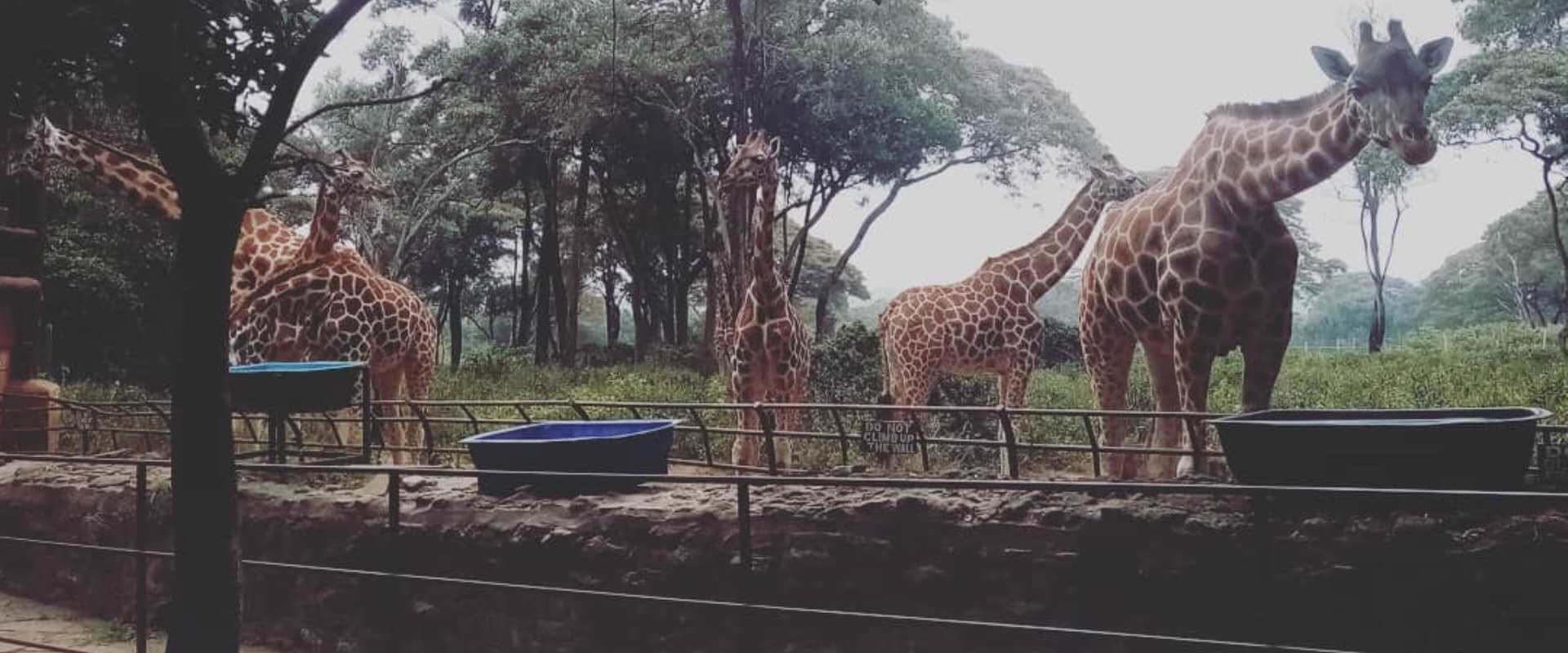 Feeding giraffes at the Giraffe Center