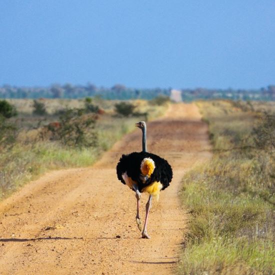 03 Days Tsavo Explorer