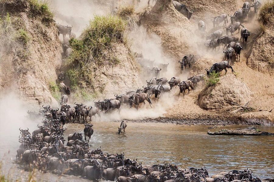 Spectacular Wildebeest Migration in the Masai Mara Thousands of wildebeests crossing the Mara River during the Great Migration.