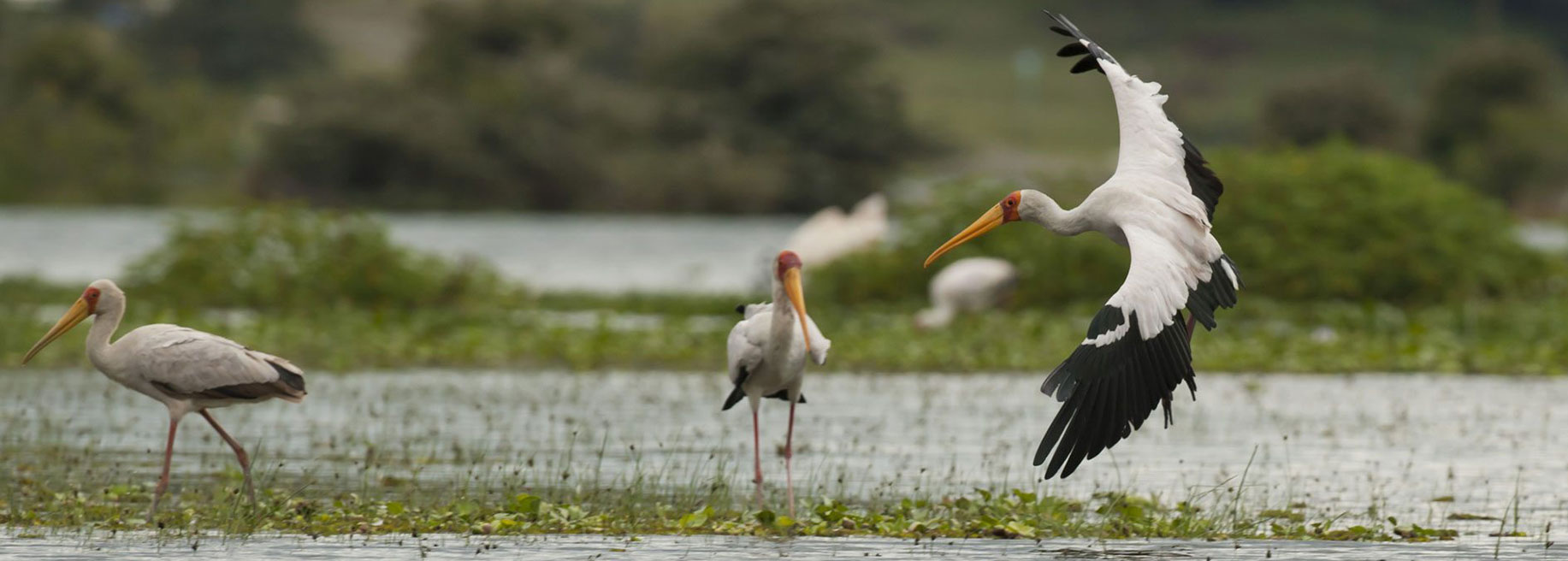 8 Days Great Rift Valley Lakes Ol Pejeta, Lake Naivasha & Masai Mara