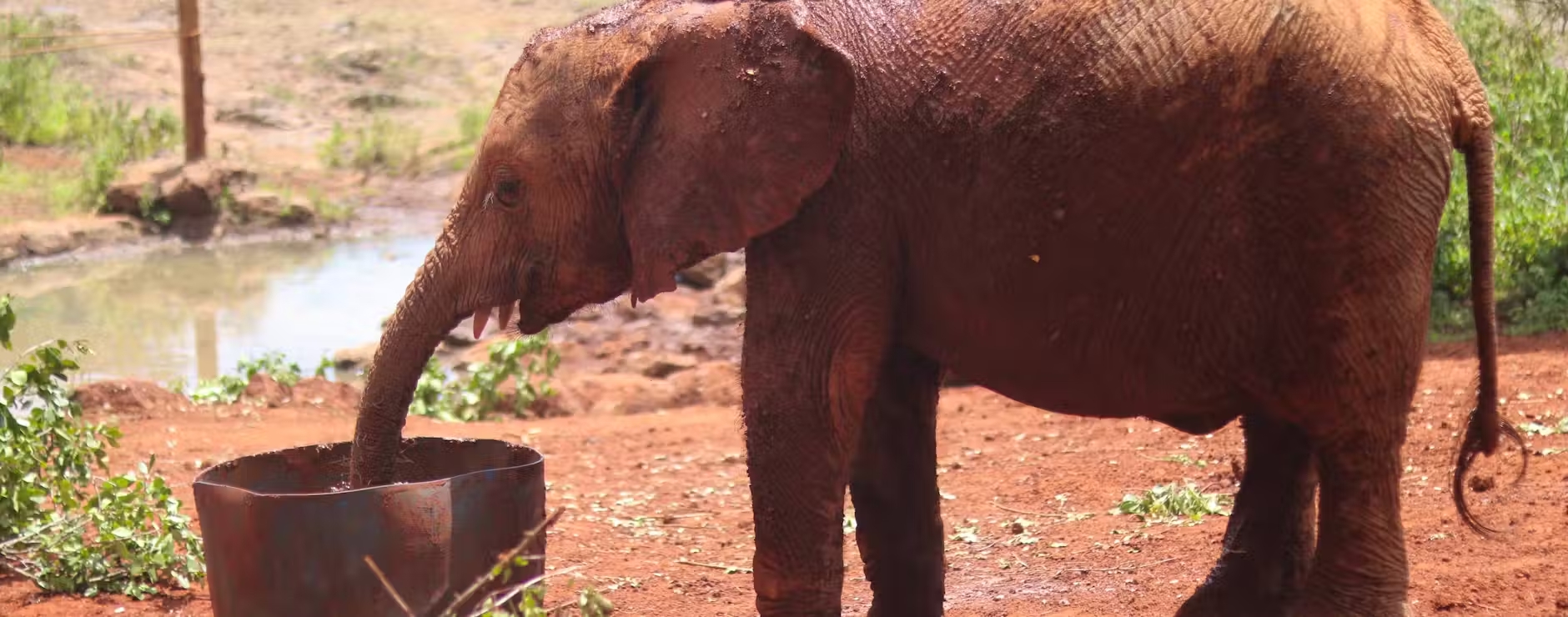 David Sheldrick Wildlife Trust