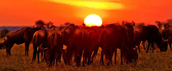 06 Days Experience the Wild Masai Mara Reserve