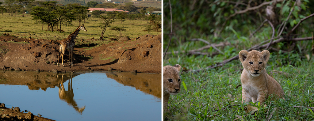 The Magic of the Green Season & Nursery Wonders