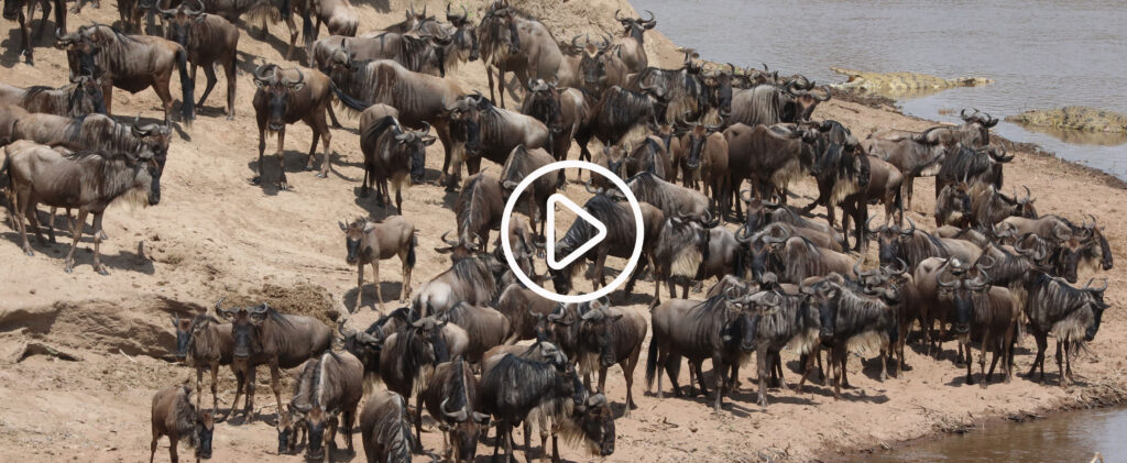 The Countdown Begins: Why the 2026 Great Wildebeest Migration Will Be Legendary