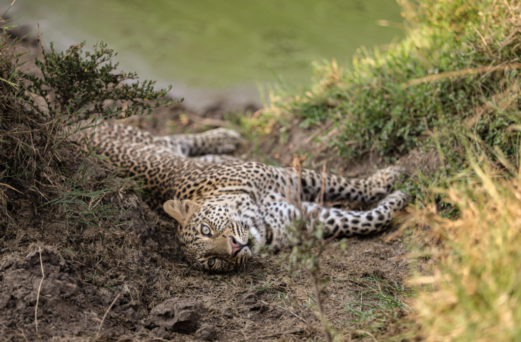 Olomelok the Leopard